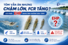 Tôm vẫn ăn nhưng chậm lớn, FCR tăng: Có phải EHP đang ảnh hưởng đàn tôm?