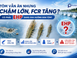 Tôm vẫn ăn nhưng chậm lớn, FCR tăng: Có phải EHP đang ảnh hưởng đàn tôm?