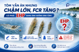 Tôm vẫn ăn nhưng chậm lớn, FCR tăng: Có phải EHP đang ảnh hưởng đàn tôm?