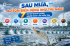 Sau Mưa, Ao Tôm Biến Động Như Thế Nào? 7 Chỉ Số Quan Trọng Người Nuôi Cần Kiểm Tra