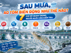 Sau Mưa, Ao Tôm Biến Động Như Thế Nào? 7 Chỉ Số Quan Trọng Người Nuôi Cần Kiểm Tra
