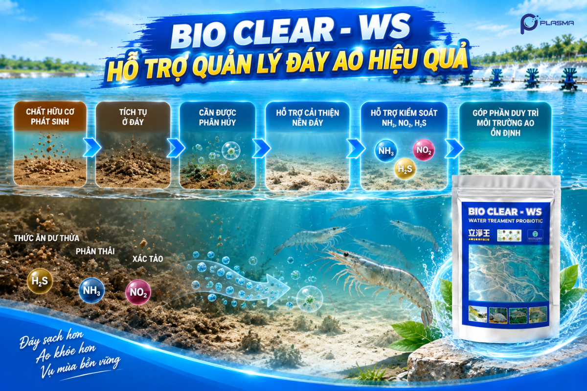 Bio Clear - WS giúp làm sạch, và kiểm soát hiệu quả khí độc đáy ao.