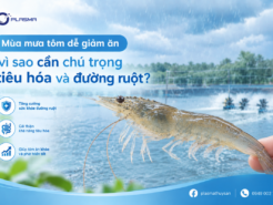 Mùa Mưa Tôm Dễ Giảm Ăn Vì Sao Cần Chú Trọng Tiêu Hóa Và Đường Ruột?