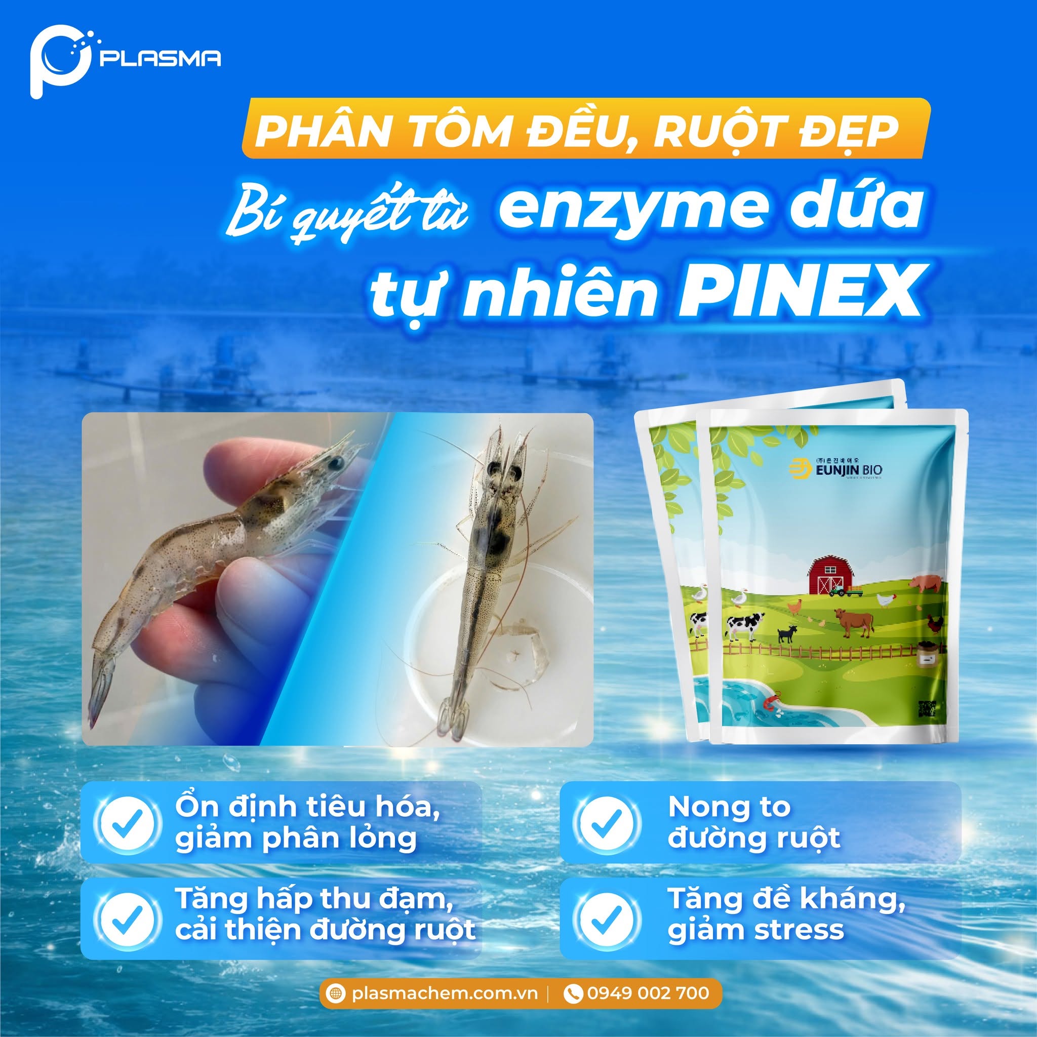 PINEX AQUA - Bí quyết cải thiện tiêu hoá, nong to đường ruột cho tôm.