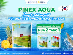 Pinex Aqua – Nong To Đường Ruột Với Enzyme Bromelain Hoạt Tính Cao