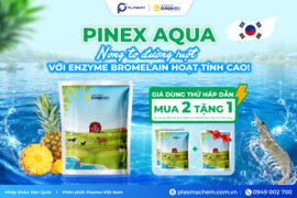 Pinex Aqua – Nong To Đường Ruột Với Enzyme Bromelain Hoạt Tính Cao