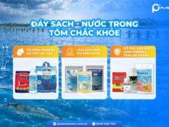 Combo Đáy Sạch – Nước Trong – Tôm Chắc Khỏe