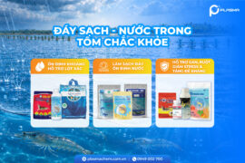 Combo Đáy Sạch – Nước Trong – Tôm Chắc Khỏe