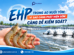 EHP Trong Ao Nuôi Tôm: Vì Sao Càng Phát Hiện Sớm Càng Dễ Kiểm Soát?