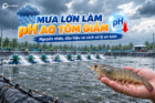 MƯA LỚN LÀM pH AO TÔM GIẢM: NGUYÊN NHÂN, DẤU HIỆU VÀ CÁCH XỬ LÝ AN TOÀN