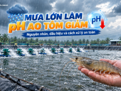 MƯA LỚN LÀM pH AO TÔM GIẢM: NGUYÊN NHÂN, DẤU HIỆU VÀ CÁCH XỬ LÝ AN TOÀN