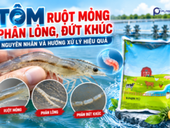 Tôm Ruột Mỏng, Phân Lỏng, Đứt Khúc: Nguyên Nhân Và Hướng Xử Lý Hiệu Quả