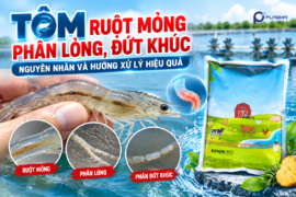 Tôm Ruột Mỏng, Phân Lỏng, Đứt Khúc: Nguyên Nhân Và Hướng Xử Lý Hiệu Quả